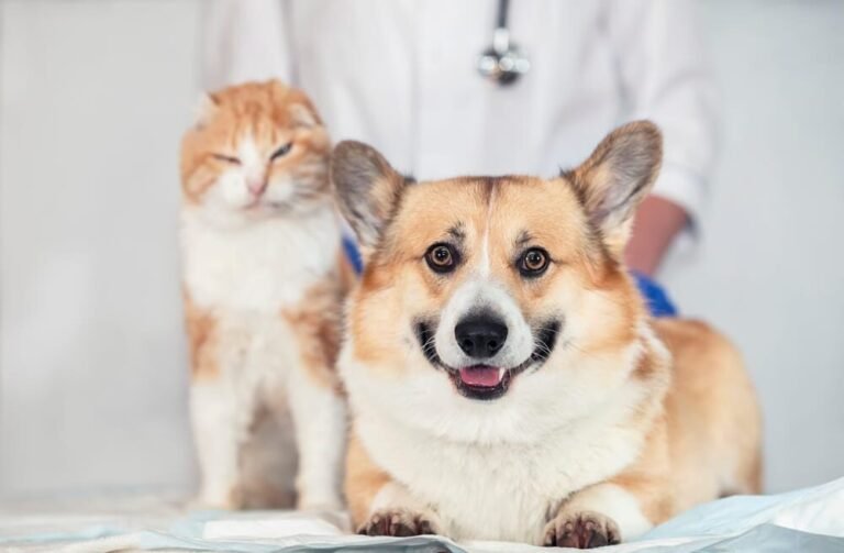 chien et chat heureux avec assurance sante
