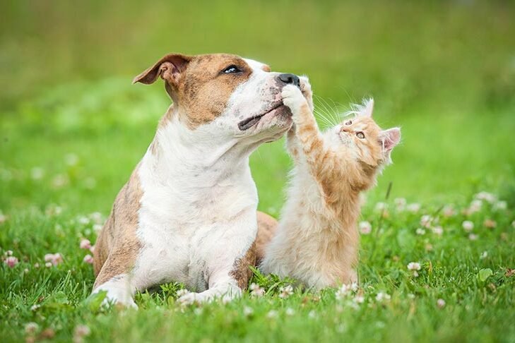 Quel Comparateur Mutuelle pour Animaux Choisir pour Protéger Votre Compagnon 1 chien et chat heureux ensemble en plein air