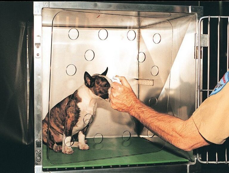 chien et chat proteges par un bouclier lumineux