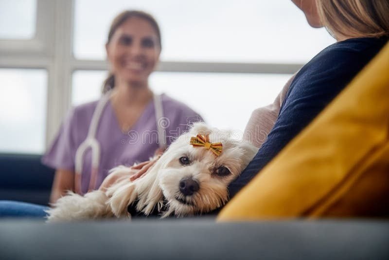 Comment Trouver Une Assurance Pour Chien Déjà Malade 3 Comment Trouver Une Assurance Pour Chien Déjà Malade